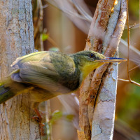 Long-billed Bernieria